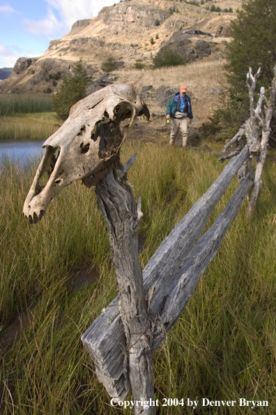 Flyfishermen walking along riverbank.  Horse skull in foreground.