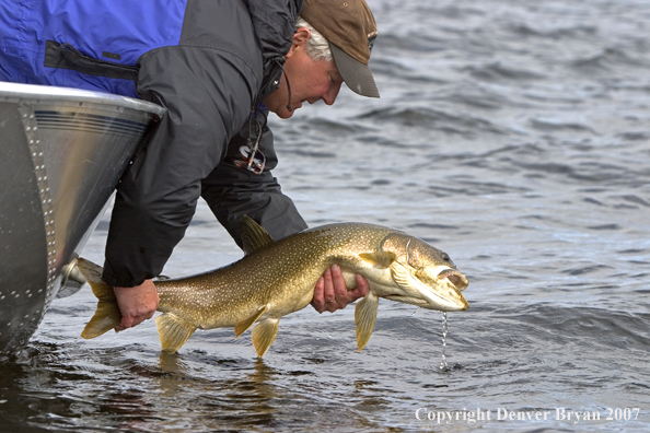 Flyfisherman releasing lake trout (MR).