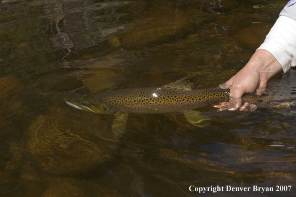 Flyfisherman releasing brown trout.