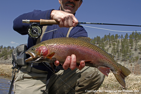 Flyfisherman with nice rainbow trout.