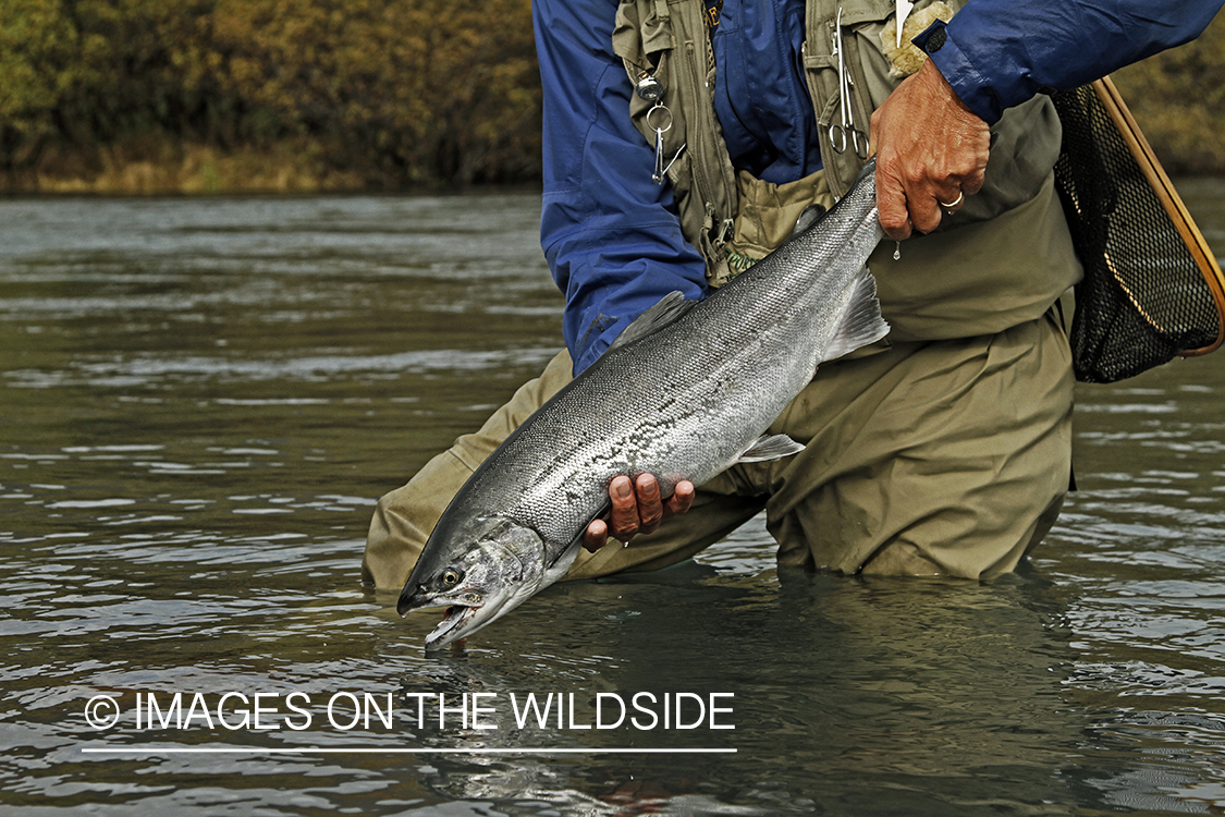 Flyfisherman with Silver Salmon, in Alaska.