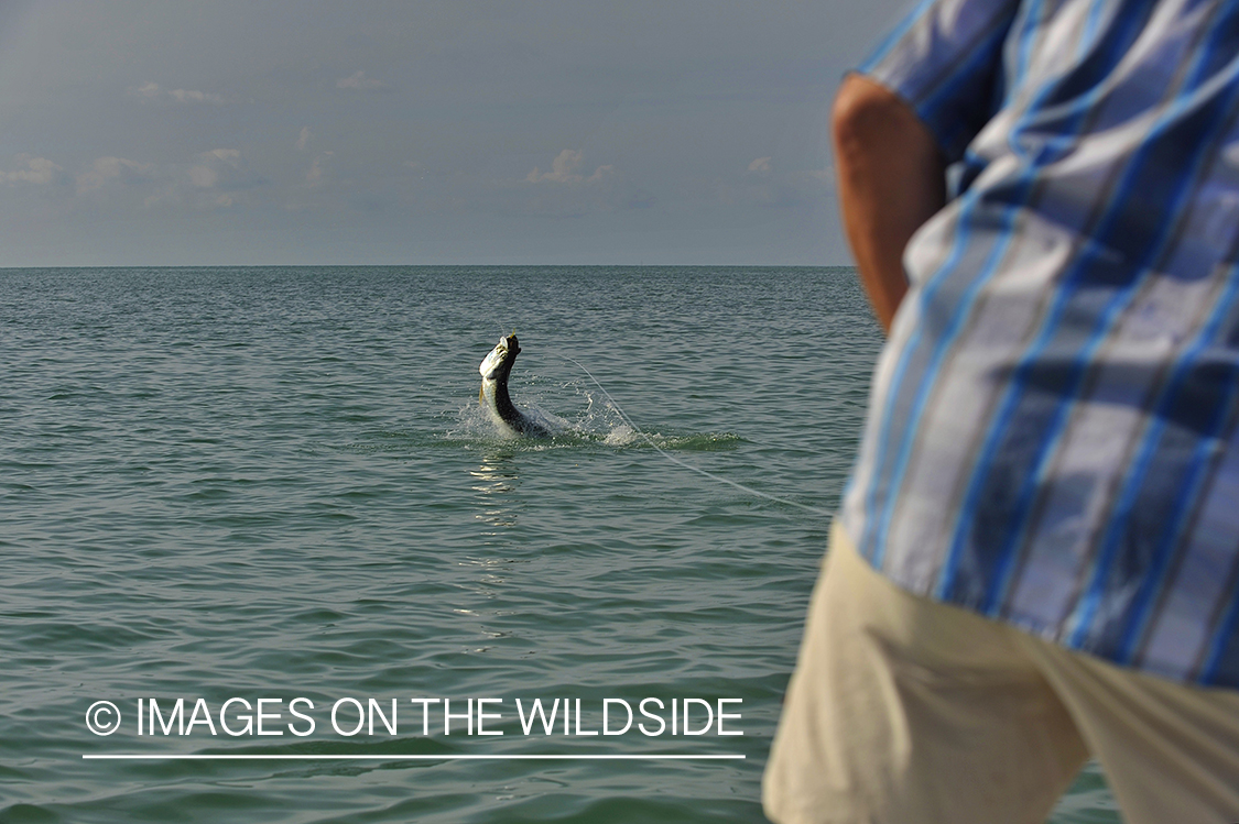 Flyfisherman fighting jumping tarpon on line.