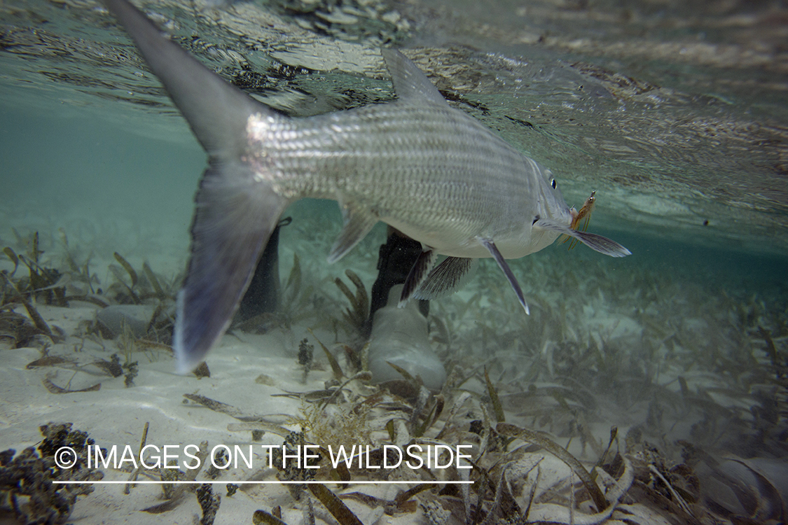 Bonefish on line. 