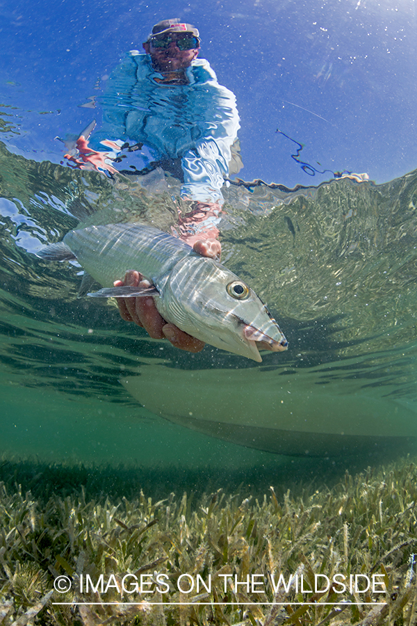 Flyfisherman releasing bonefish.