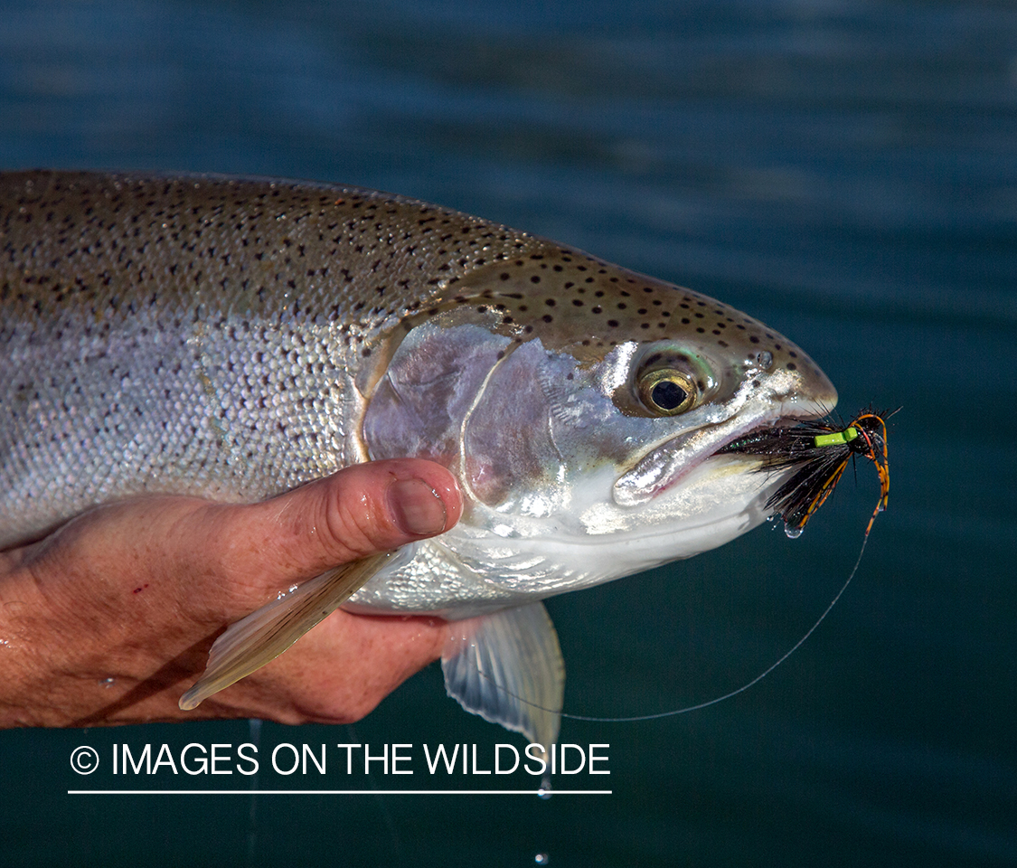 Rainbow trout.