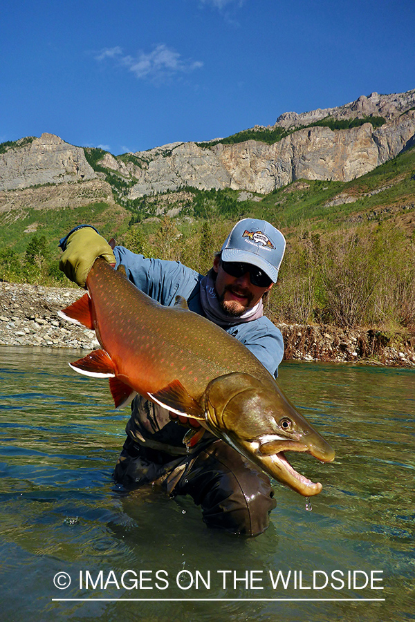 Flyfisherman releasing bull trout.