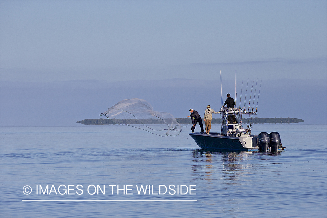 Fishermen casting bait net.