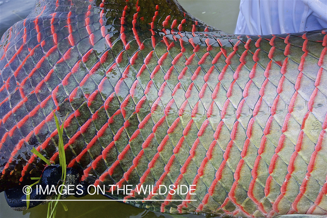 Close up of arapaima.