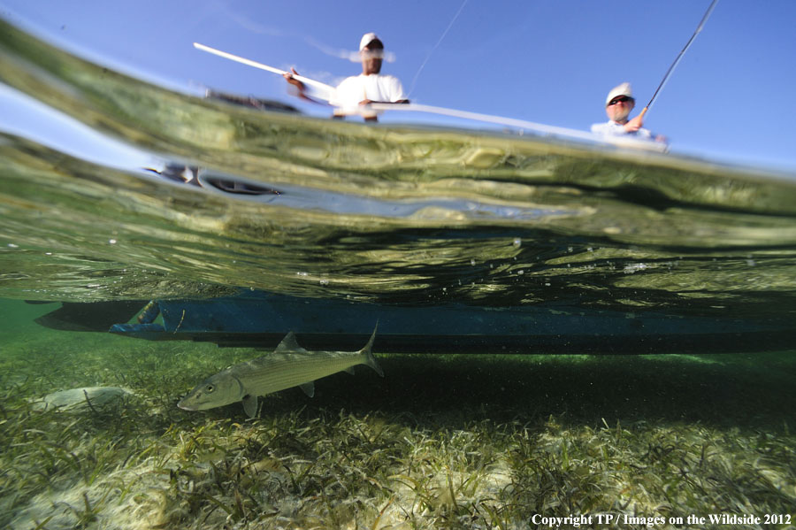 Flyfishing for bonefish.