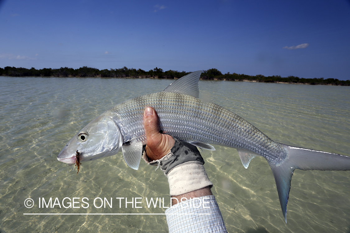 Bonefish with fly in mouth.