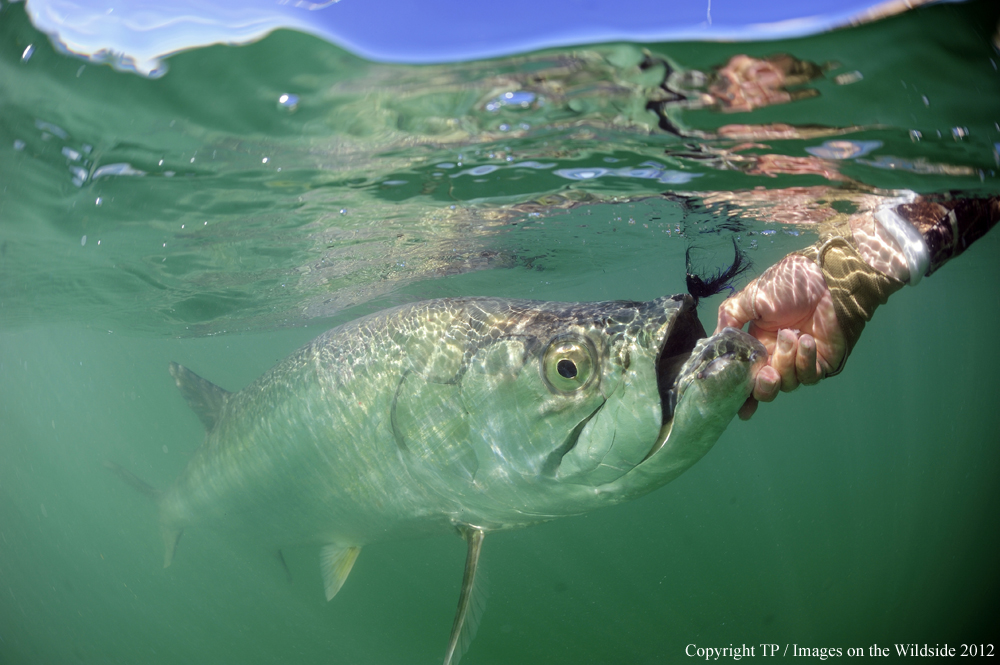 Hooked Tarpon. 