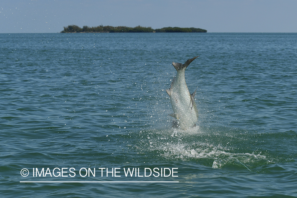 Tarpon on the line jumping.