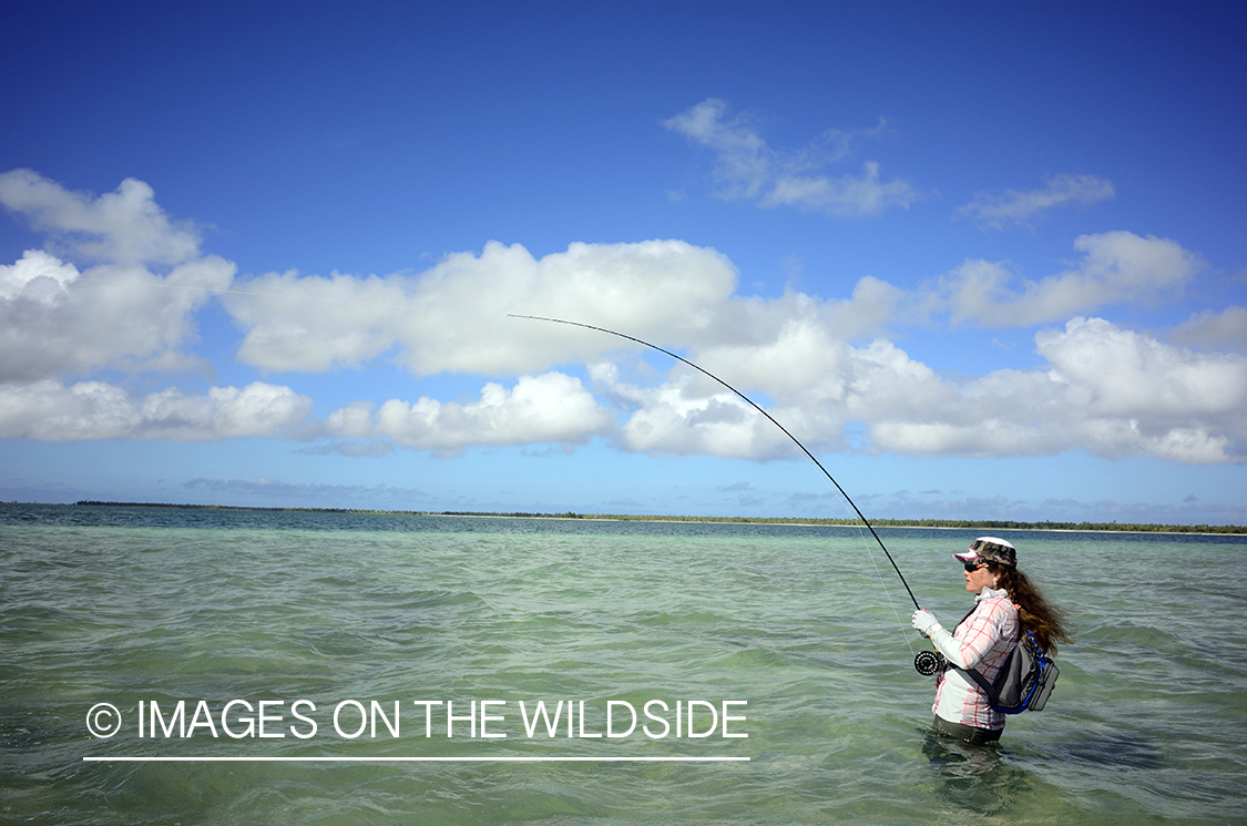 Woman flyfishing for Peachy Triggerfish on flats.