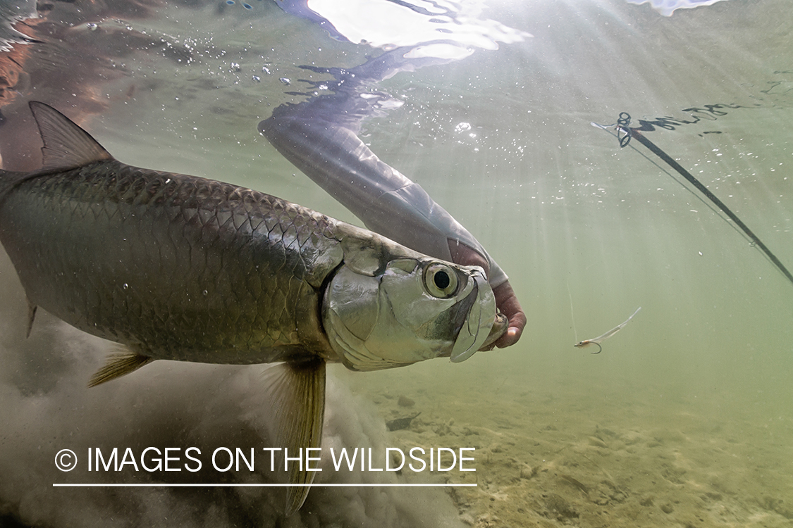 Flyfisherman releasing tarpon.