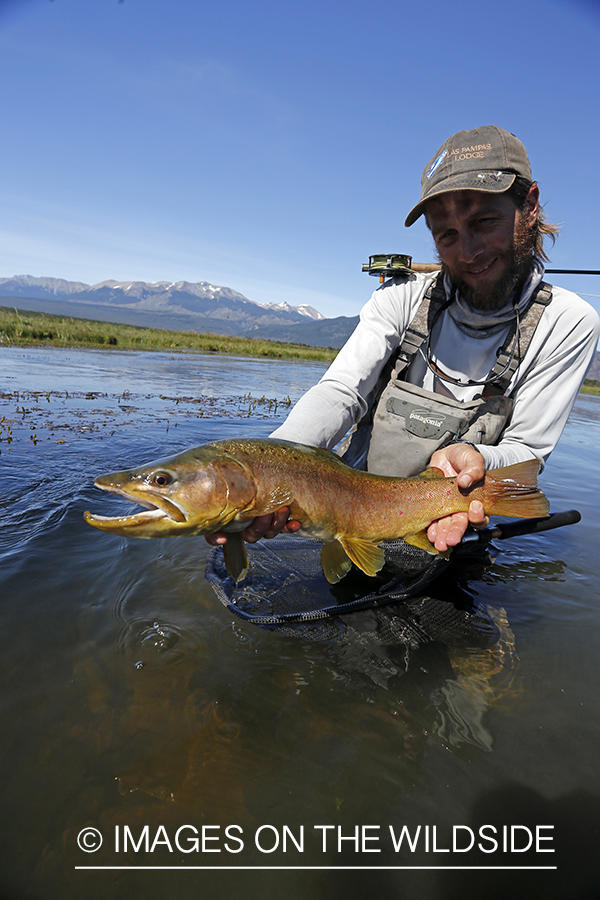 Flyfisherman releasing brown trout.