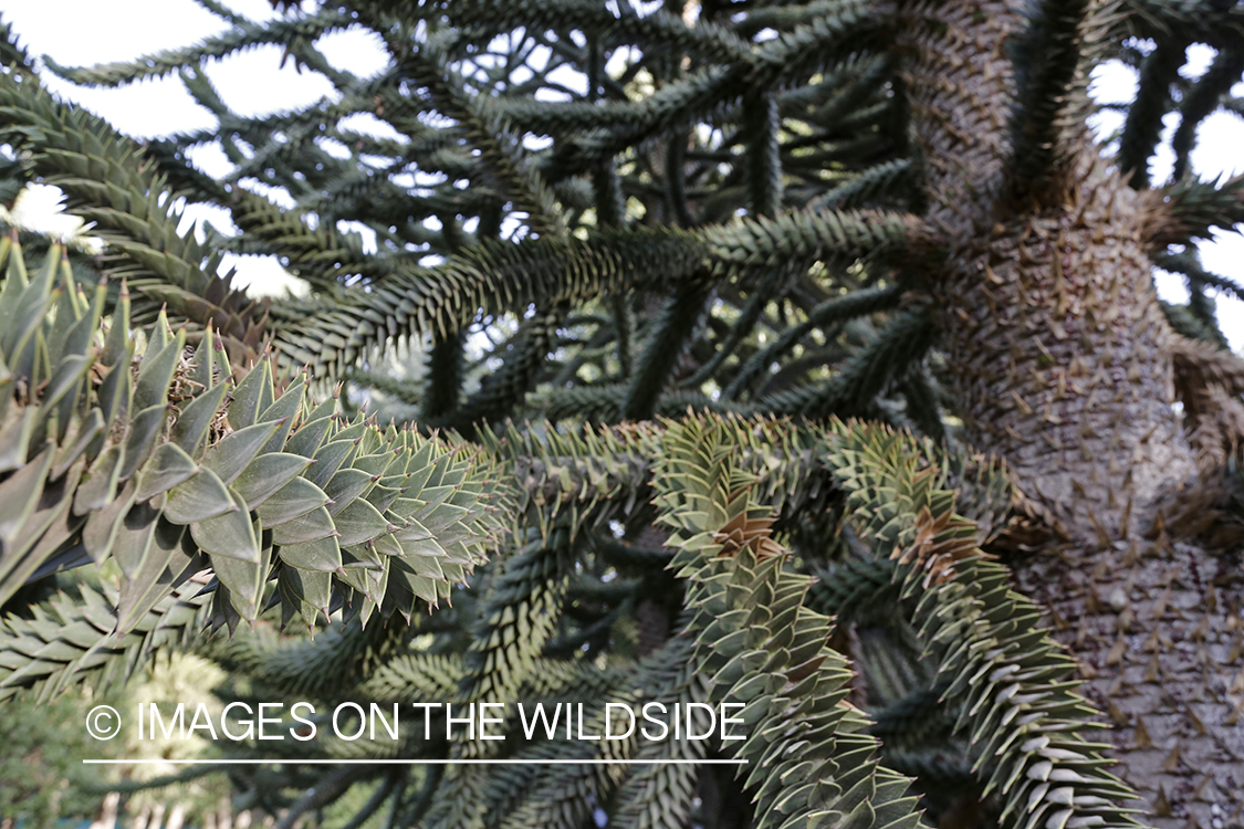 Monkey Puzzle tree in Patagonia, Argentina.