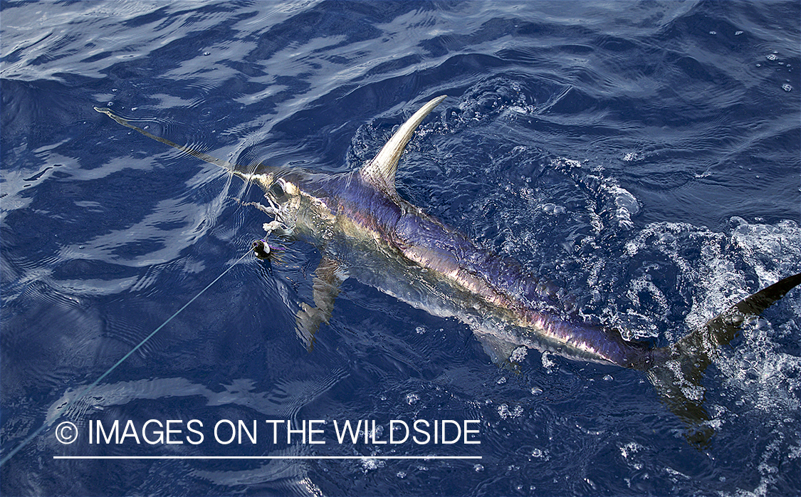 Swordfish being landed.