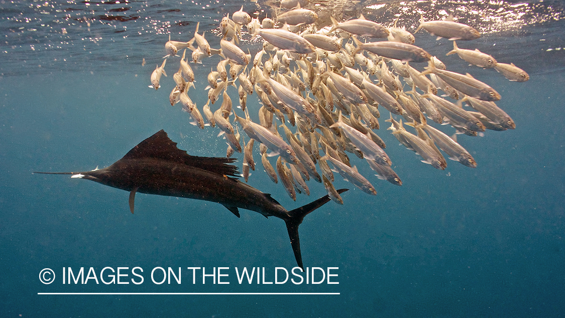 Sailfish hunting bait fish in open ocean.