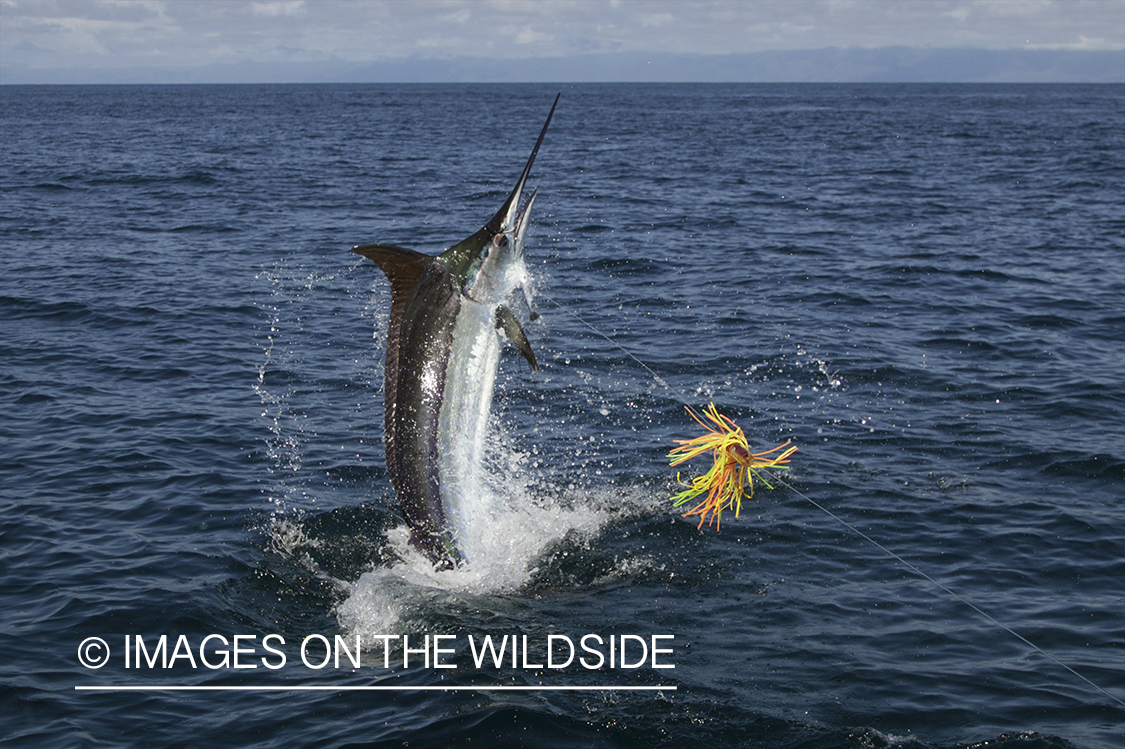 Deep sea fisherman fighting jumping blue marlin.
