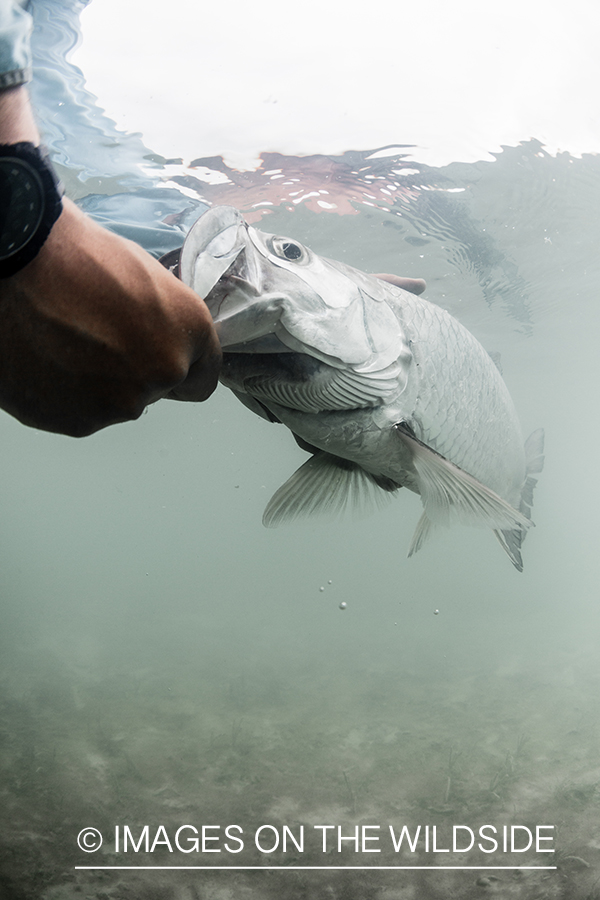 Tarpon underwater