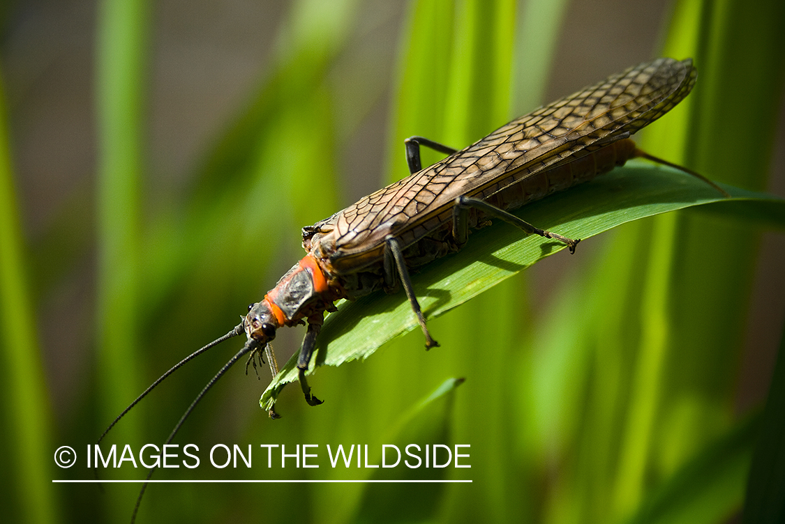 Salmonfly.