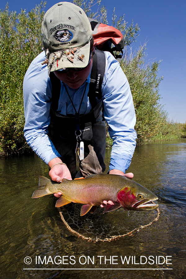 Flyfisherman releasing cutthroat.