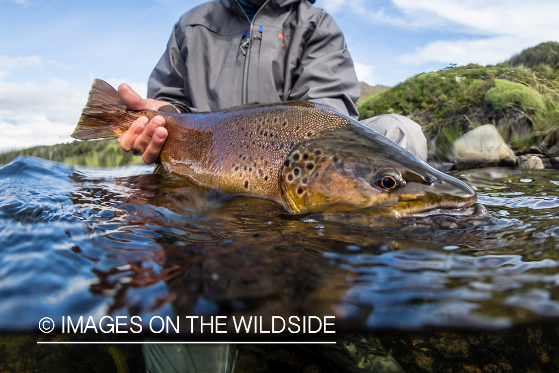 Flyfisherman releasing trout.