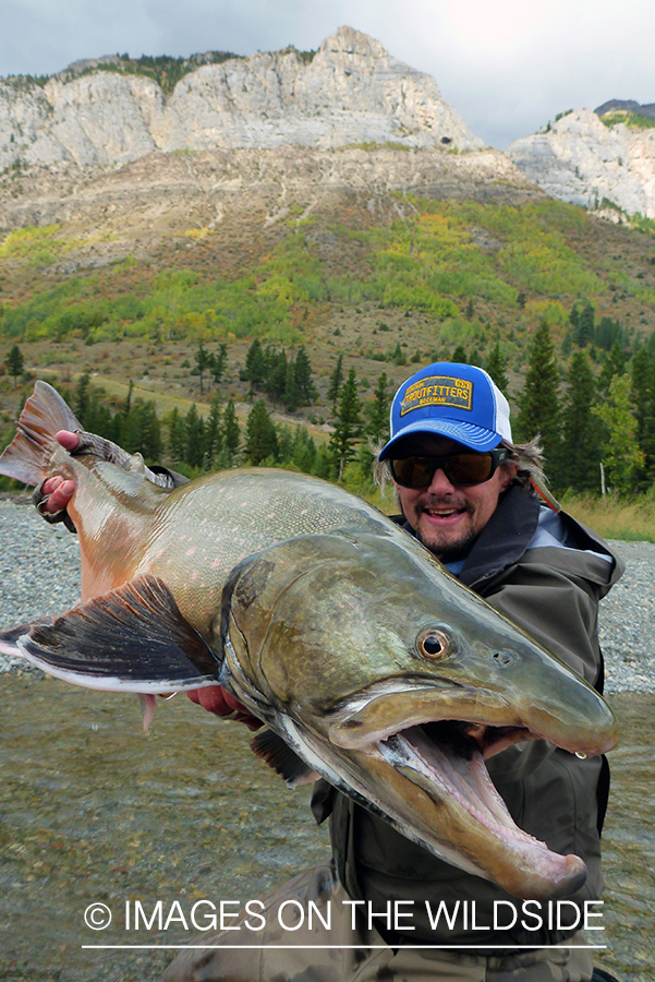 Flyfisherman with bull trout.