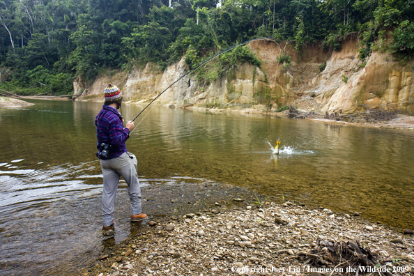 Flyfisherman landing a Golden Dorado