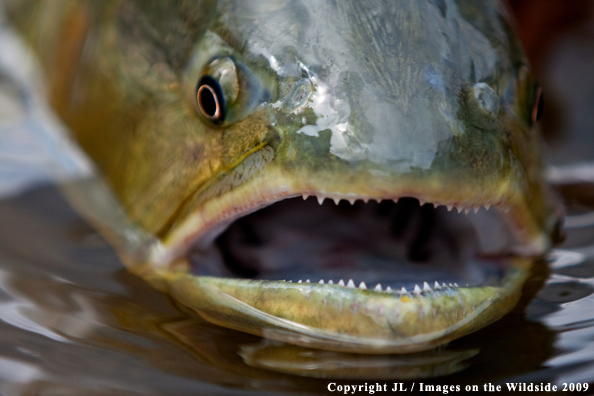 Golden Dorado fish species