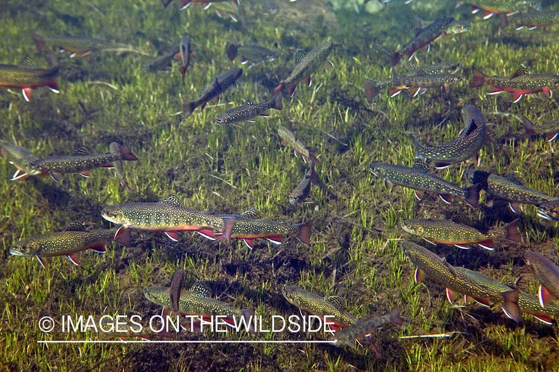 Brook trout in habitat.