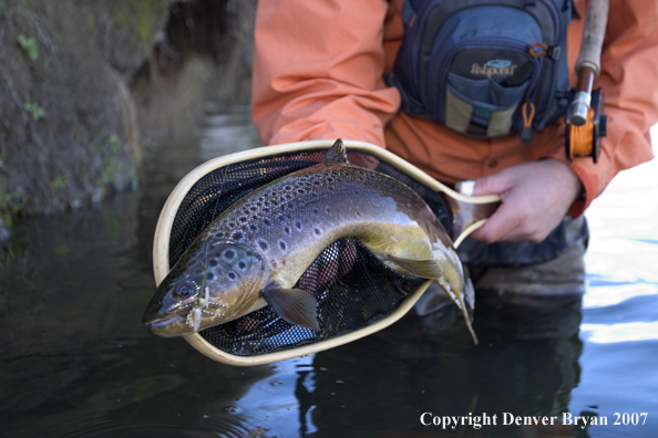 Flyfisherman holding/releasing brown trout.  Closeup of trout.