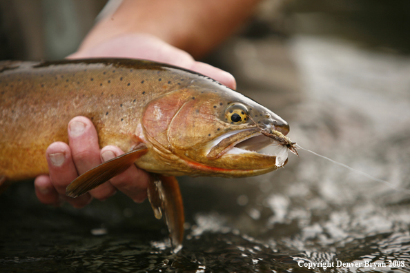 Cutthroat Trout With Fly