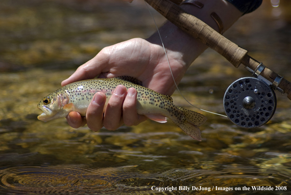 Flyfisherman with rainbow trout