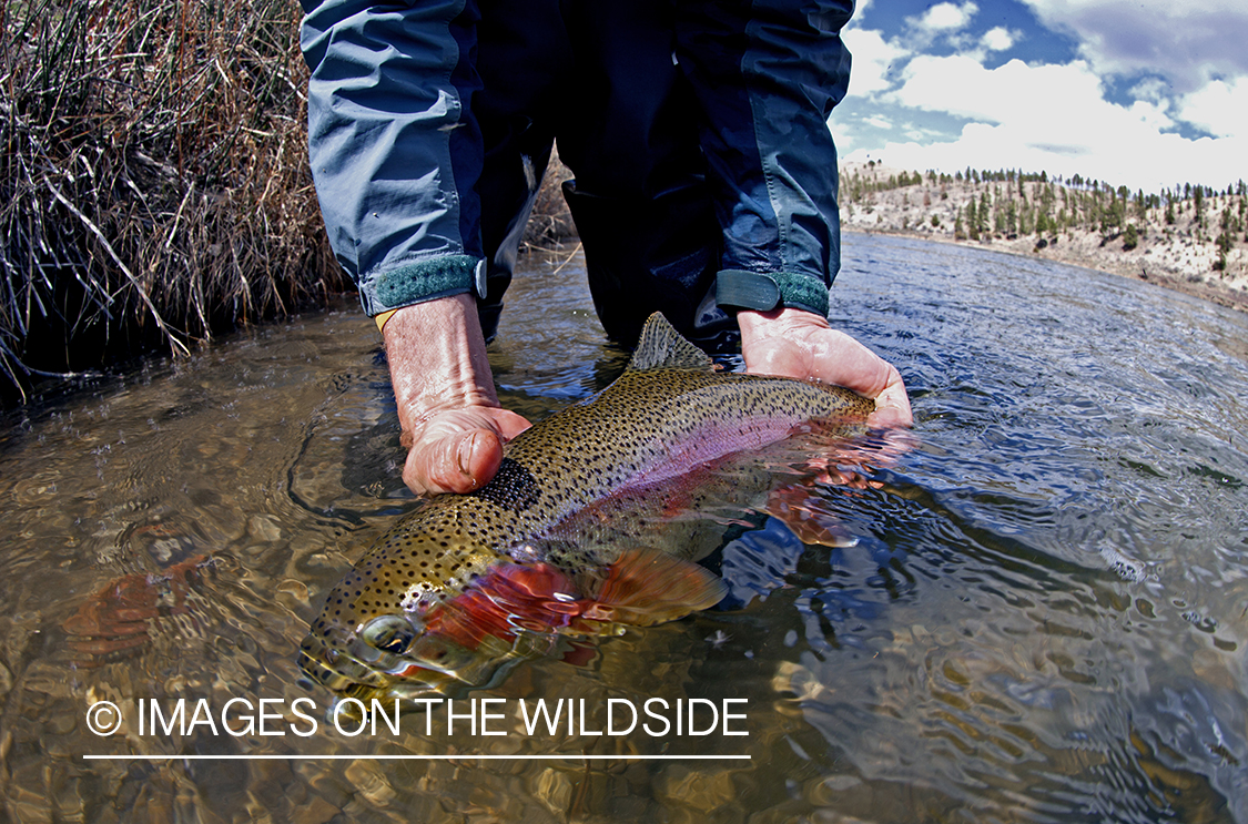 Rainbow trout in habitat.