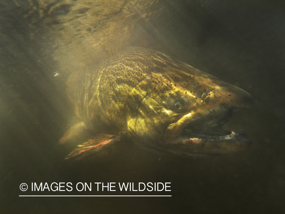 Salmon being released.