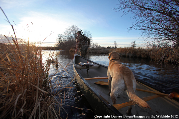 Duck hunter with yellow labrador retriever in canoe. 