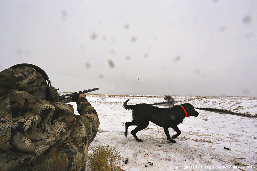 Waterfowl hunter shooting duck with black labrador retriever.