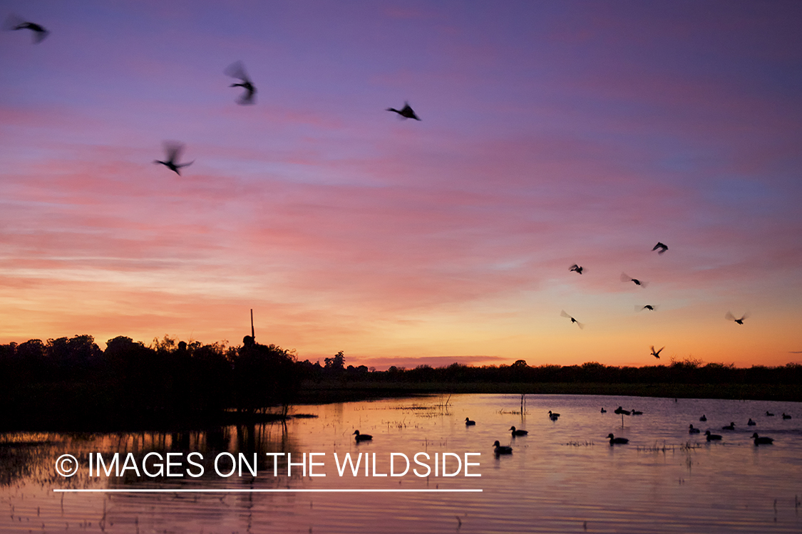 Waterfowl hunter at sunrise with decoys. 