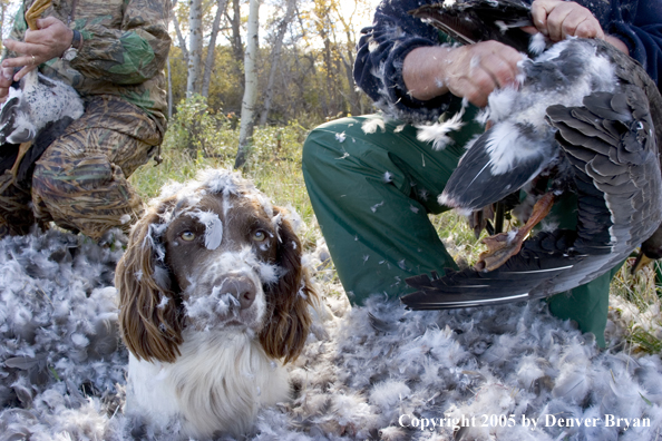 Goose hunters cleaning geese with springer spaniel in feathers.