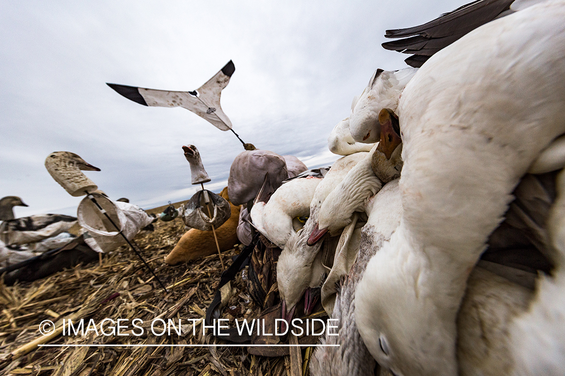 Hunter decoying geese.