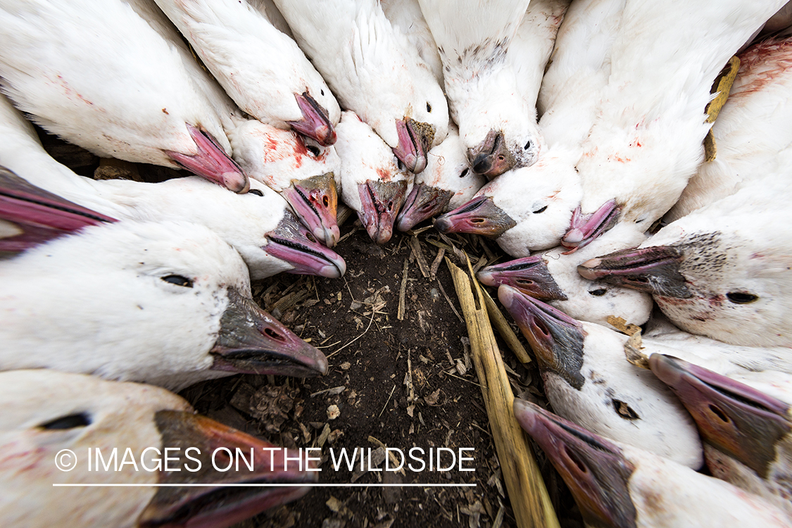 Bagged snow geese.