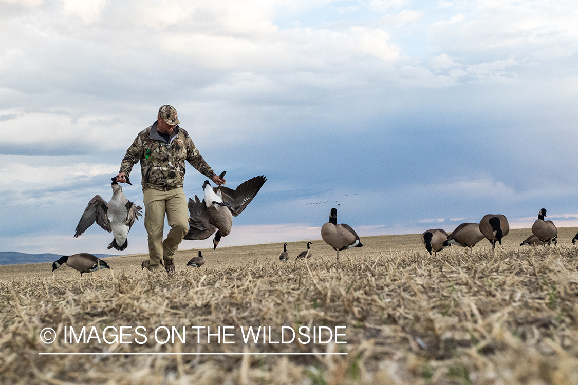 Hunter retrieving geese.