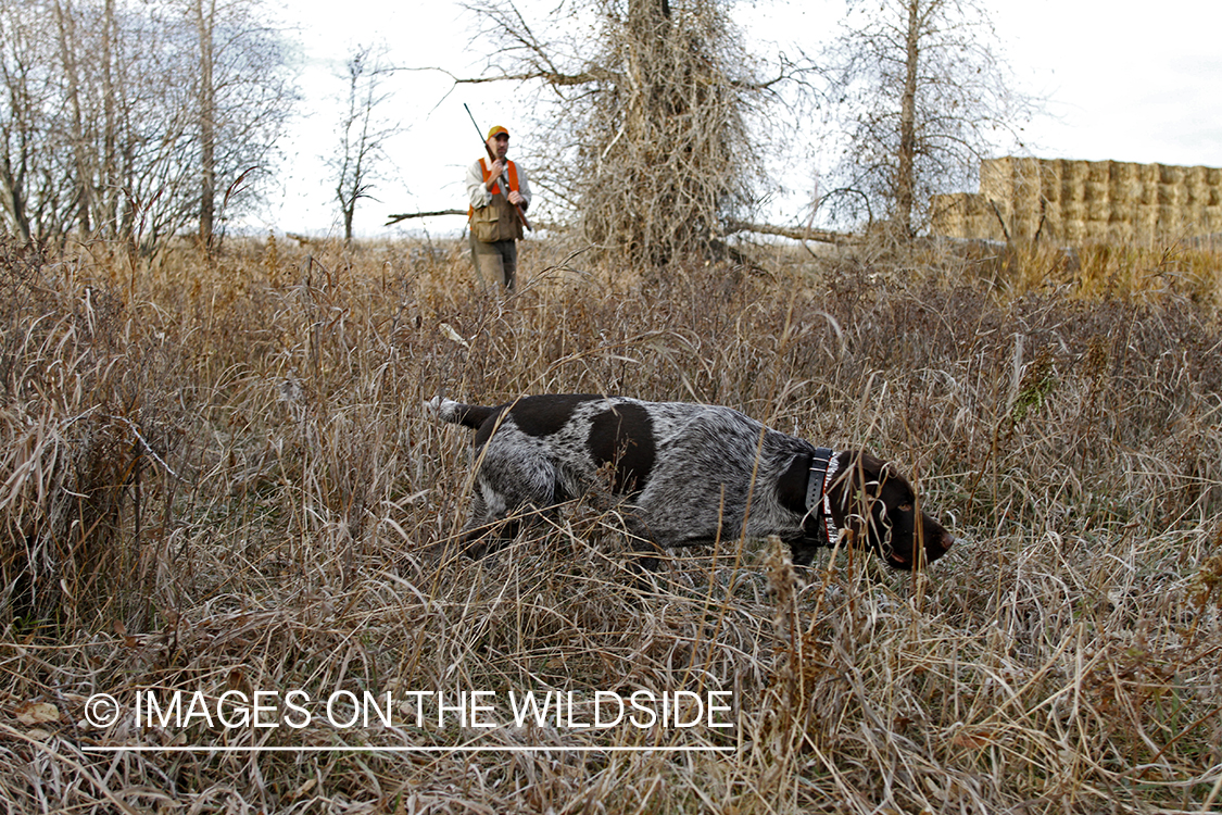 Upland game bird hunter in field with Griffon Pointer.