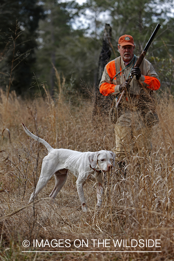 Bobwhite quail hunter in field with english pointer.