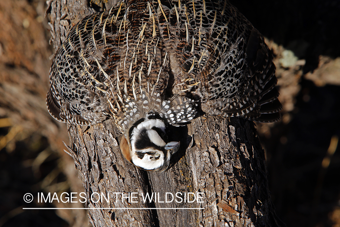 Bagged Mearns quail.