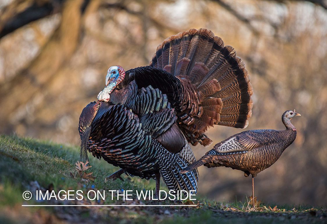 Turkey with decoy.