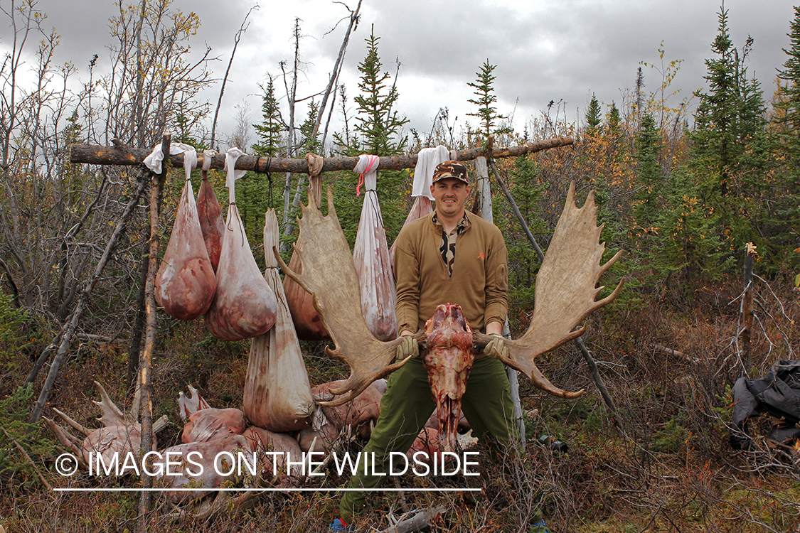 Hunters in camp with butchered moose. 