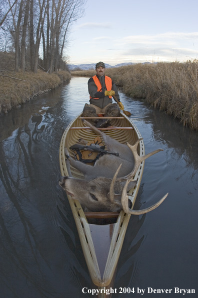 Big game hunter paddling canoe with bagged white-tailed deer in bow.