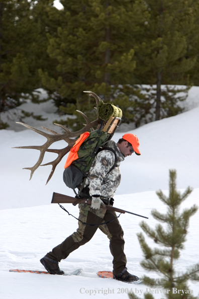 Big game hunter packing elk rack out on snowshoes.